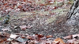 動画 アトリが戻ってきた カワラヒワ荒れる餌場 18年11月15日 トレイルカメラで撮影した八ヶ岳の野生動物 野鳥