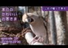 【動画】ブログの主「しめ」が帰ってきた:2018年10月29日